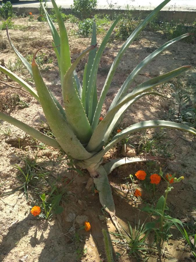 Skalanion Eden Garden Villa Near Knossos מראה חיצוני תמונה